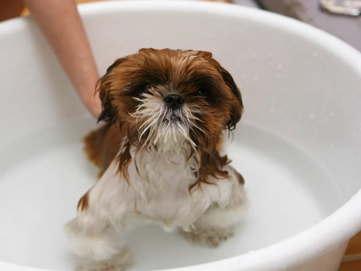 A puppy getting a gentle bath in a tub