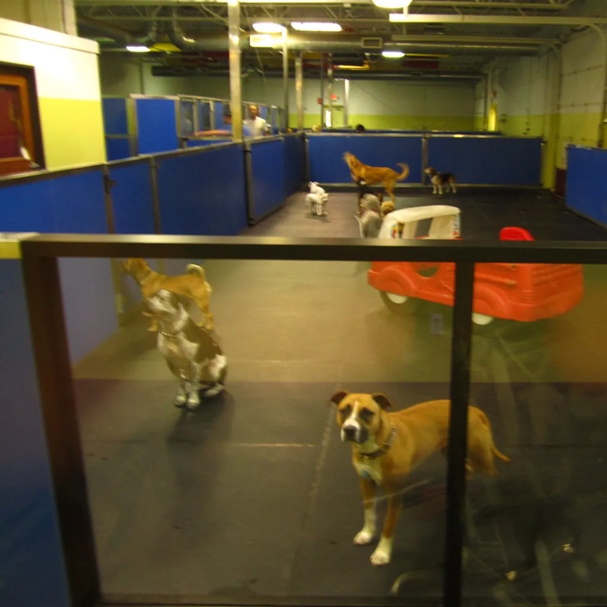 Dogs playing in the indoor play room