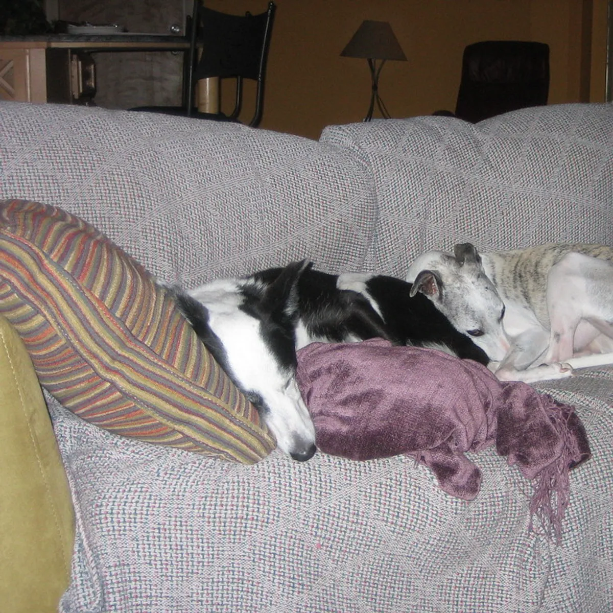 Two tired friends napping on a couch after a full day of play