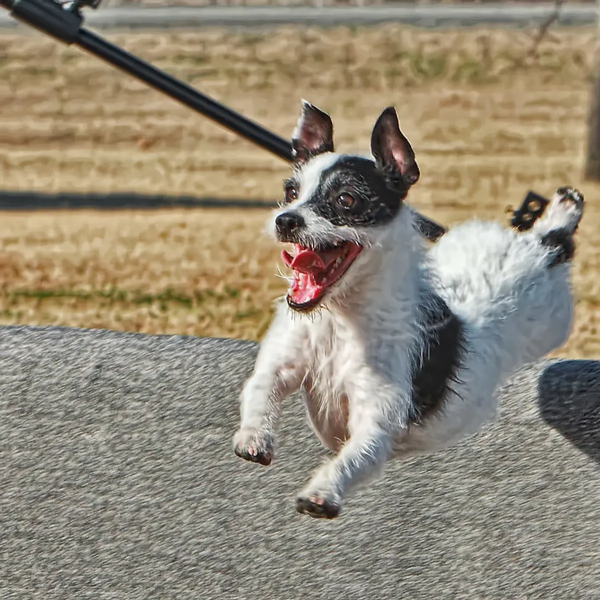 A little dog mid-sprint on the walking path, tongue out