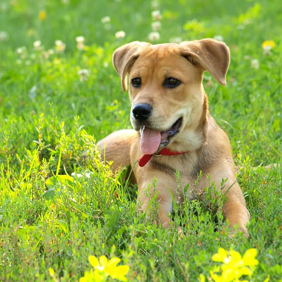 A young dog catching its breath in the grass
