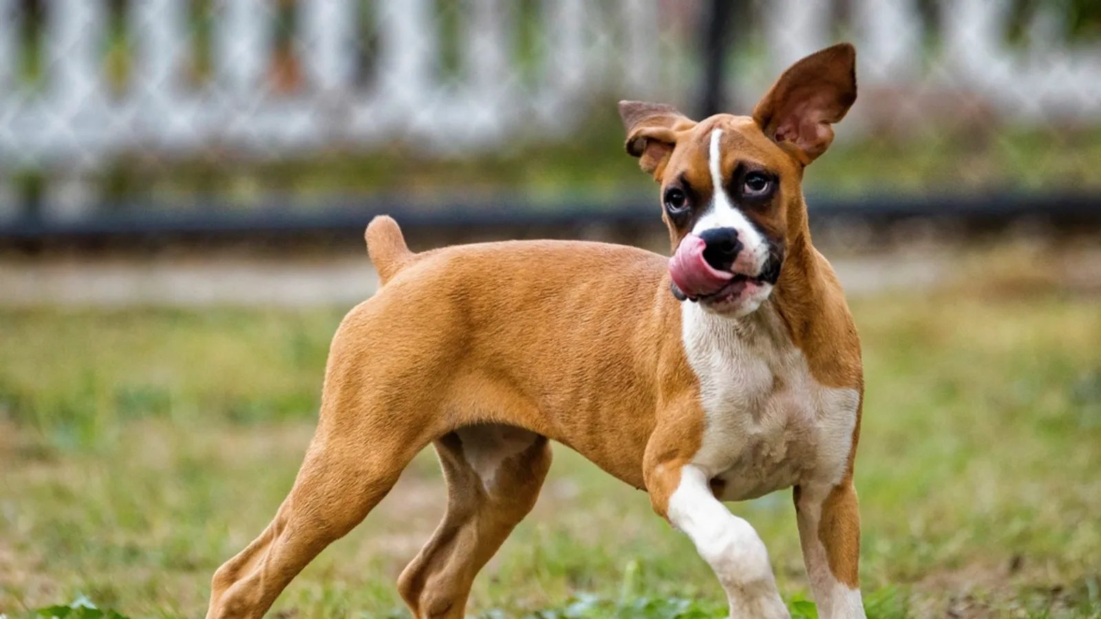 A young dog mid-play on the grass, tongue out